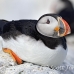 puffin_atlantic_msi_h_0576_can1604.jpg